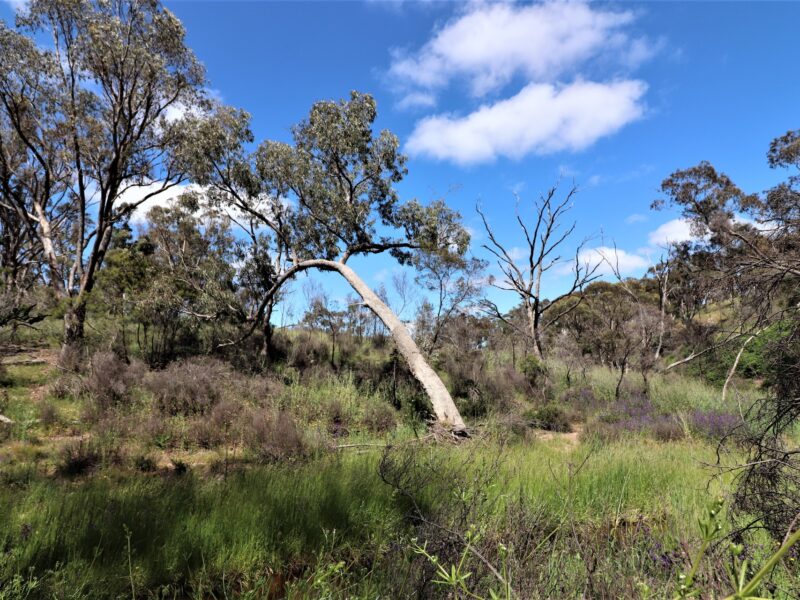 Land for sale in Bywong NSW